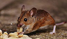 24 Hour & Emergency Exterminators in Damiansville, IL